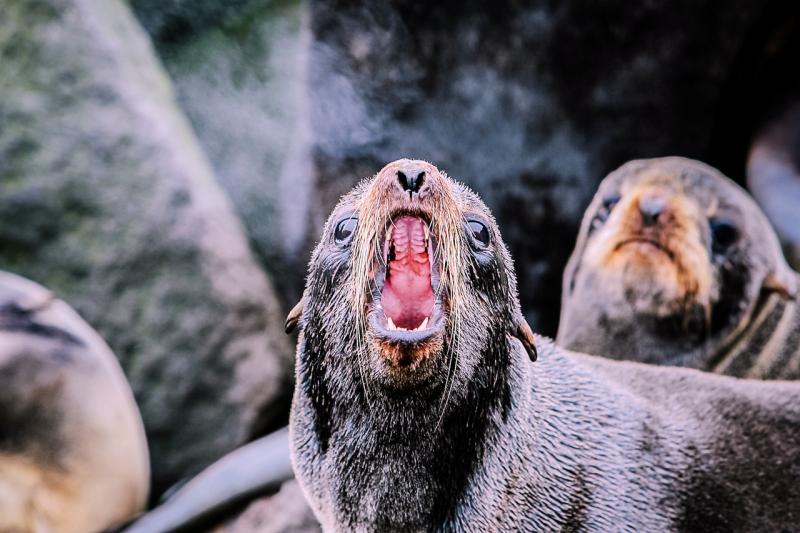 Adult-male-northern-fur-seal barking-nmmlweb-nfurseal-lrg-12 - retouched.jpg
