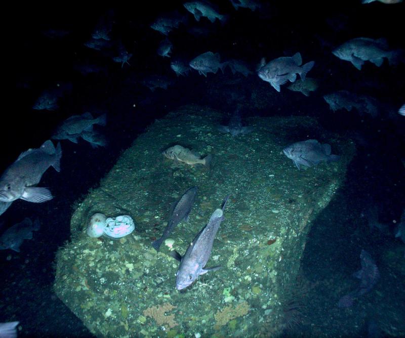 AFSC-Rock_Coral_Sponge-Article (1).jpg