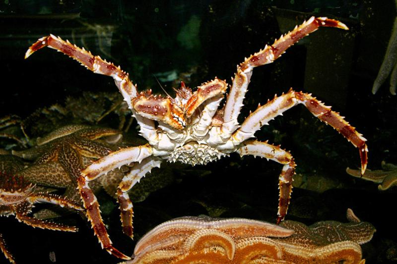 Crab in water with front legs extended 