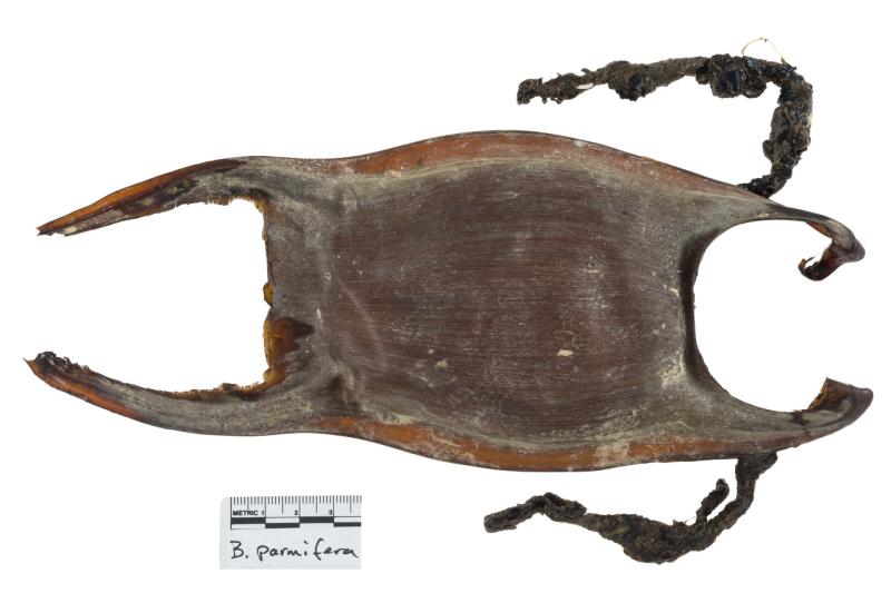 Alaska-skate-egg-case-2477.jpg