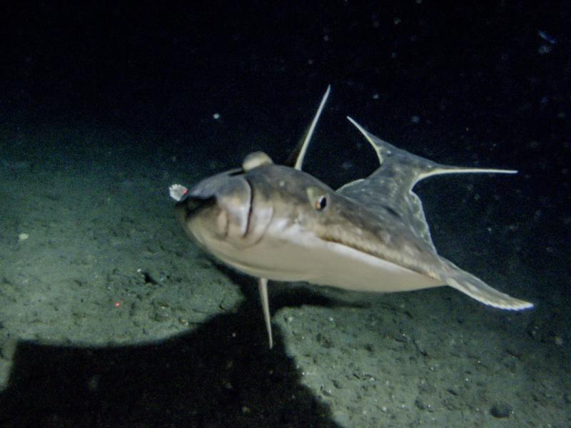 Alaska_Fisheries_Halibut_JHeifetz.jpg