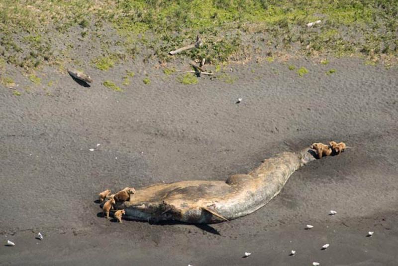 Alaska UME bears feeding on whale.jpg