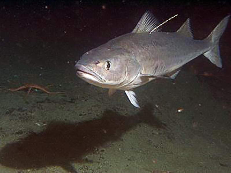 AlaskaSablefishTagProgram-Image-1.jpg