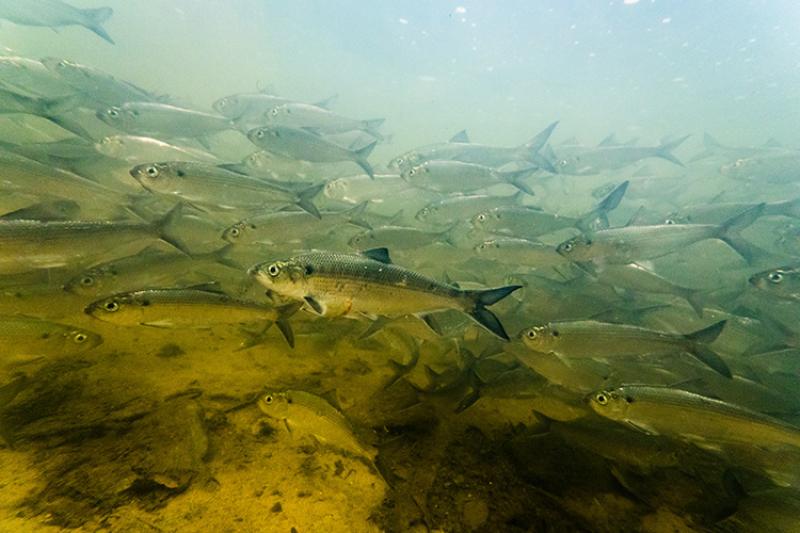 alewife_credit Chesapeake Bay Program_750x500.jpg