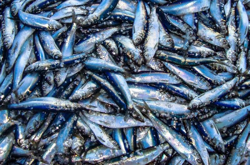 Atlantic Herring, they are silvery in color, with a bluish or greenish-blue back.