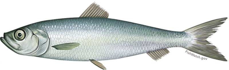 atlantic_herring.png