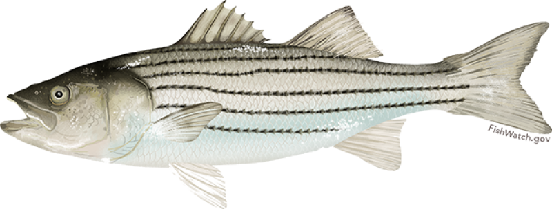 atlantic_striped_bass.png
