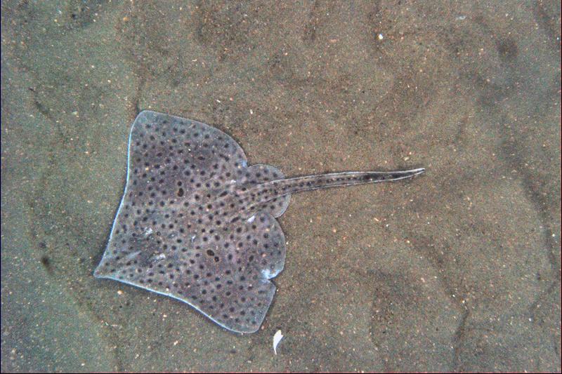 barndoor_skate_habcam.jpg