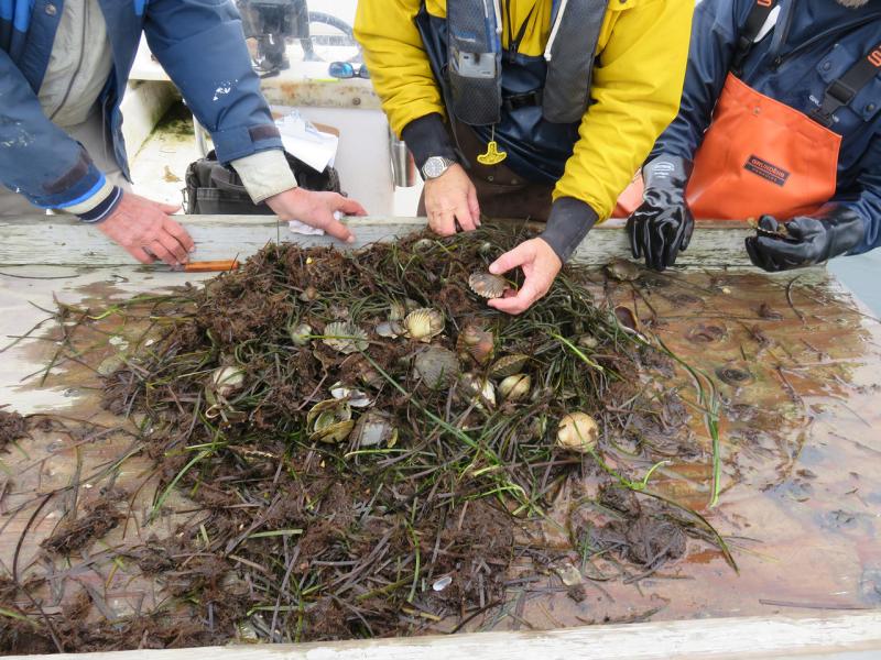 Bay scallops and seaweed being sorted on deck.