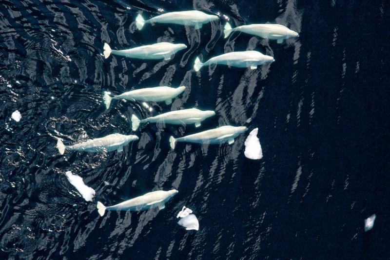 Group of beluga whales swimming in the ocean 