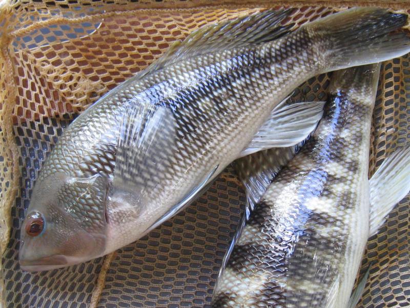 black-seabass.jpg