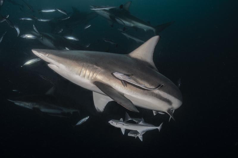 Shark And Remora Fish