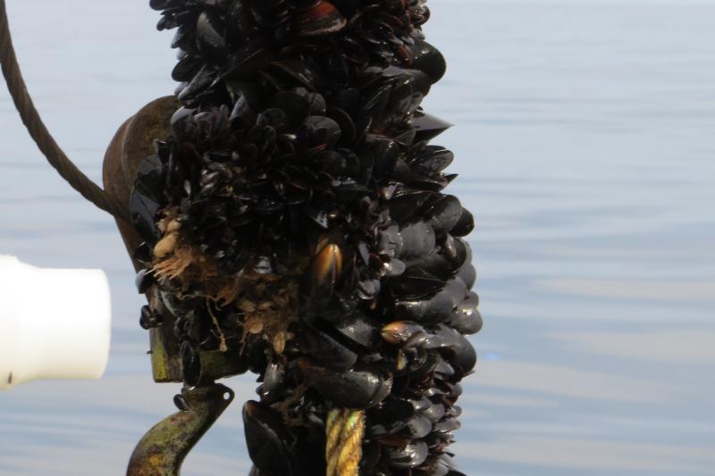 Blue mussels being pulled out of the water.