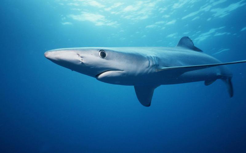 blue-shark-swfsc.jpg