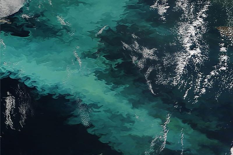 Bering Sea Blues NOAA Fisheries