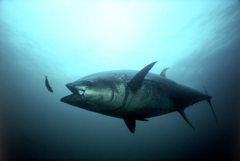 bluefin_tuna_strike.jpg