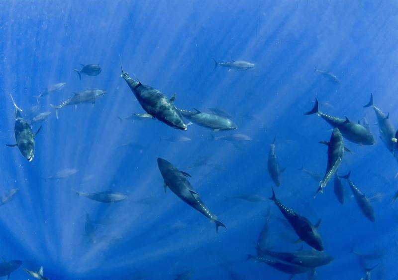 Atlantic Bluefin Tuna (Thunnus thynnus)