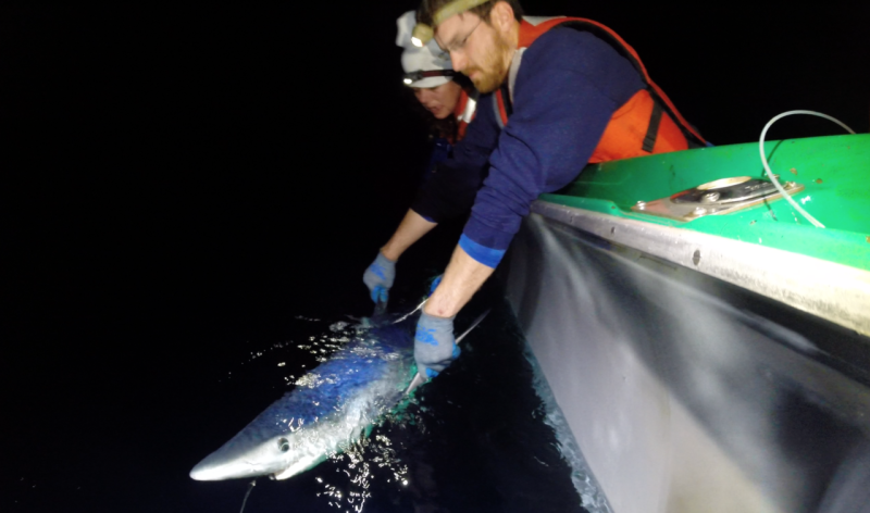 blueshark-tagging-MelanieHutchinson-Mark.Royer.png