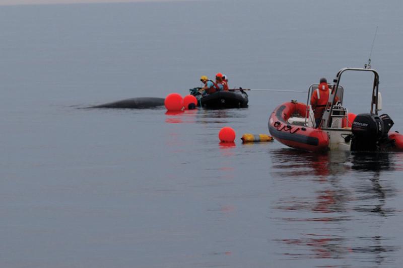 boat and humpback whale.jpg