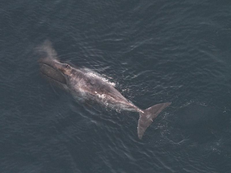 Bowhead whale facing toward the top left, feeding at the surface. 