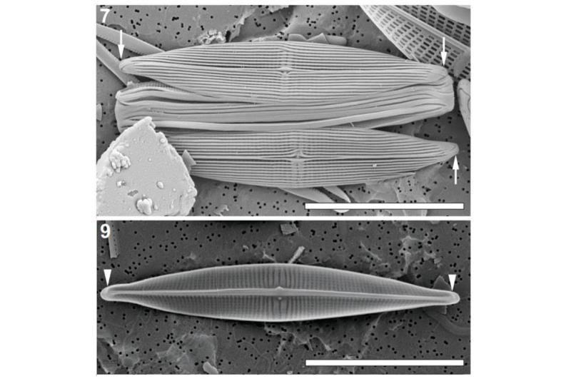Browder Diatom.jpg