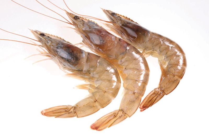 brown shrimp.jpg