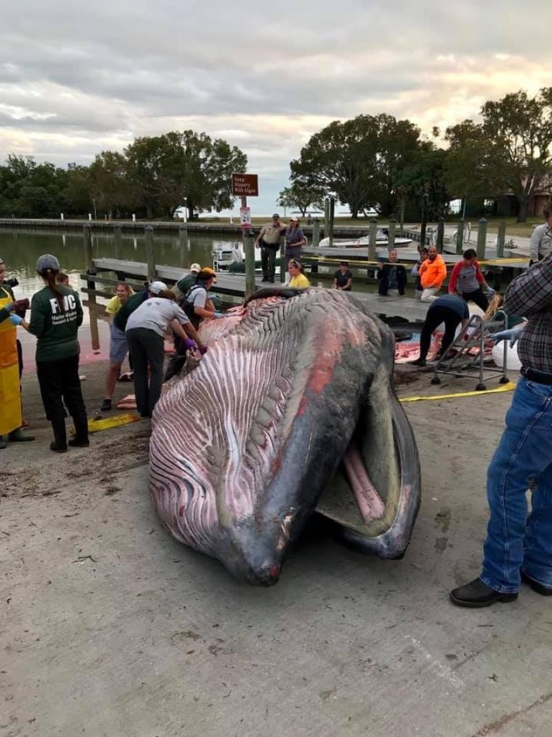 Bryde's whale in Everglades.jpg