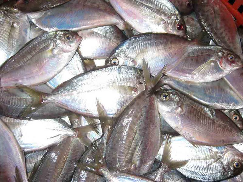 Basket of silvery butterfish