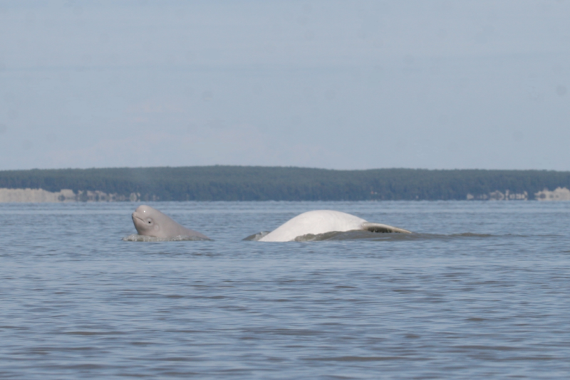 Whale calf head poking out of water with adult whale beside it