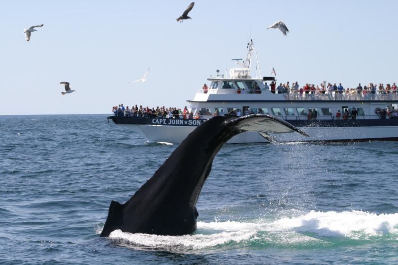 Tail of a whale poking out of the water with a ship full of people in the background