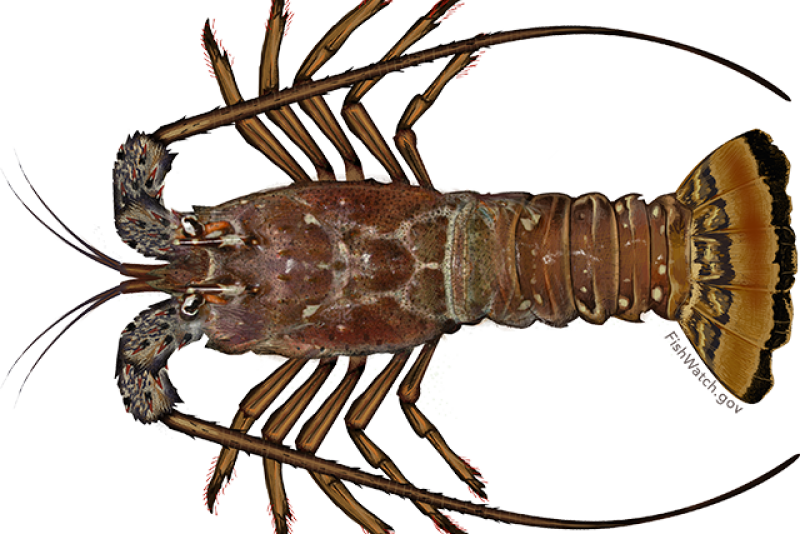 carribbean_spiny_lobster.png