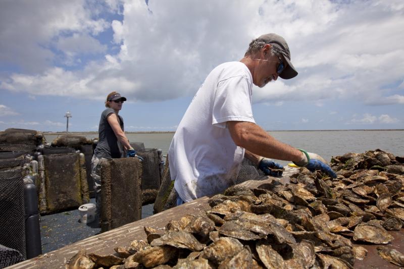 cedar-islands-oysters.jpg