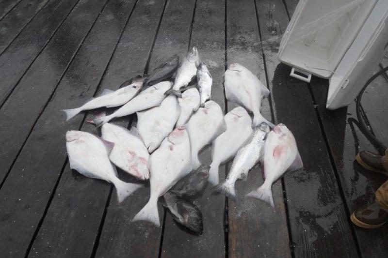 Charter halibut_0.jpg