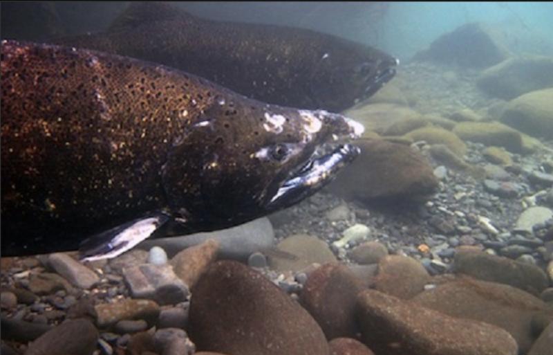 Chinook salmon. Credit: NWFSC/John McMillan