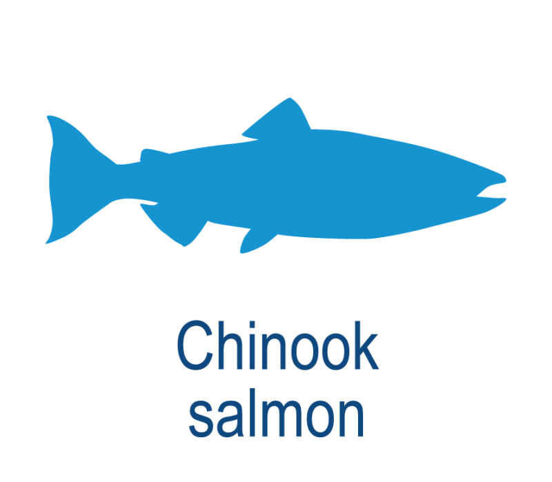 chinook-salmon.png