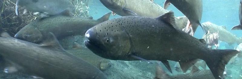 chinook_wide.jpg