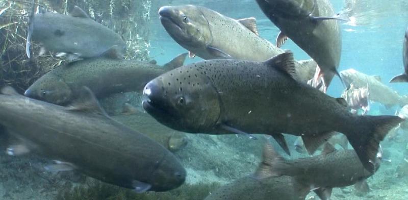 chinooksalmon2.jpg