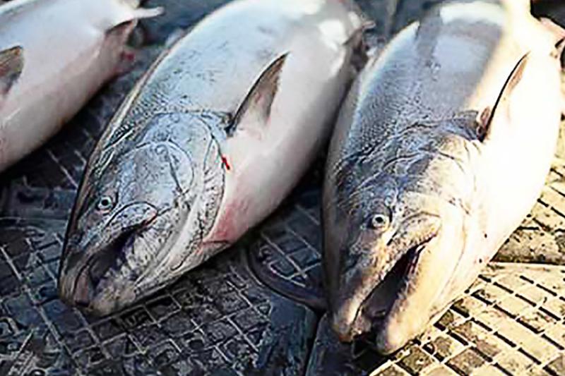 Caught fish lined up on a table