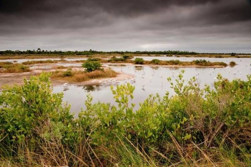 CoastalresiliencyNaturalshorelinepic1.jpg