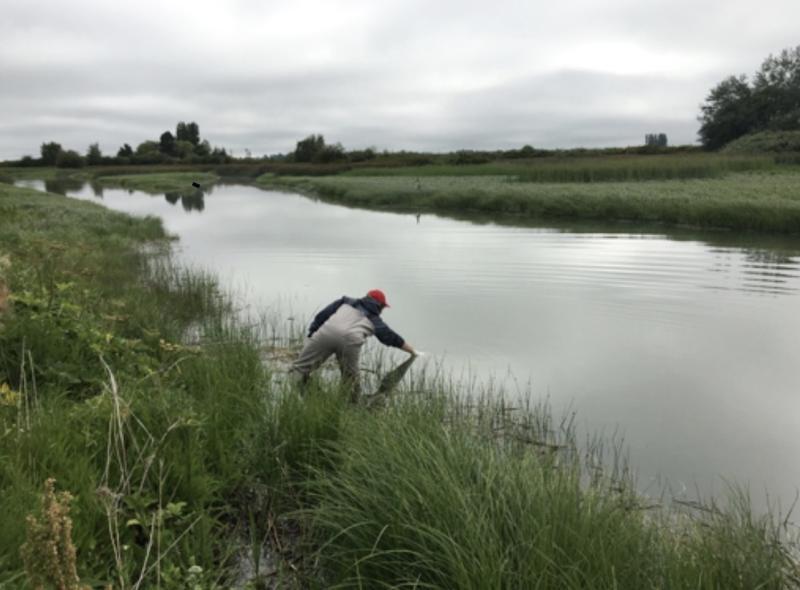 Collecting eDNA in the Skagit River