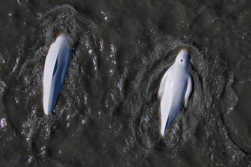 Cook_Inlet-thumb.jpg