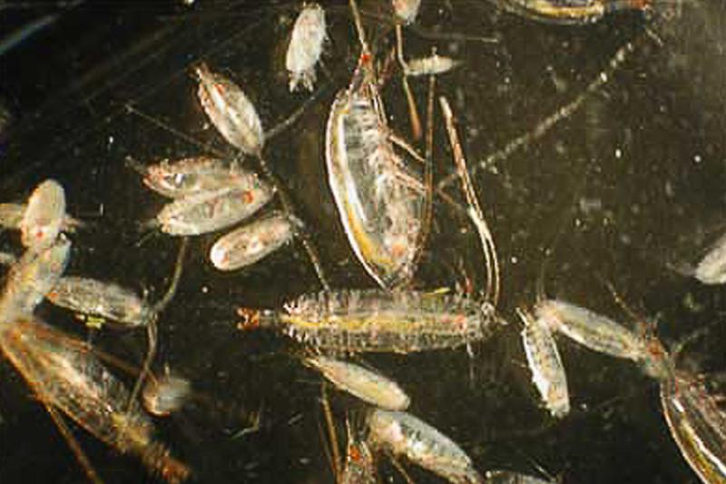 Close up view of zooplankton