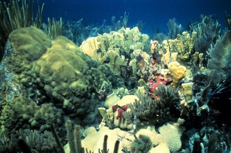 coral-GOM-NOAA-SERO.jpg
