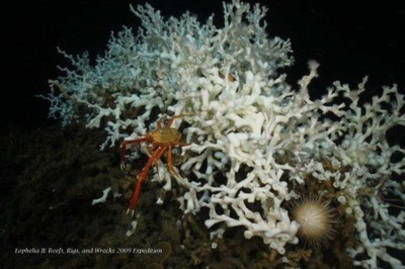 coral-lophelia-deep-sea-image-crab.jpg