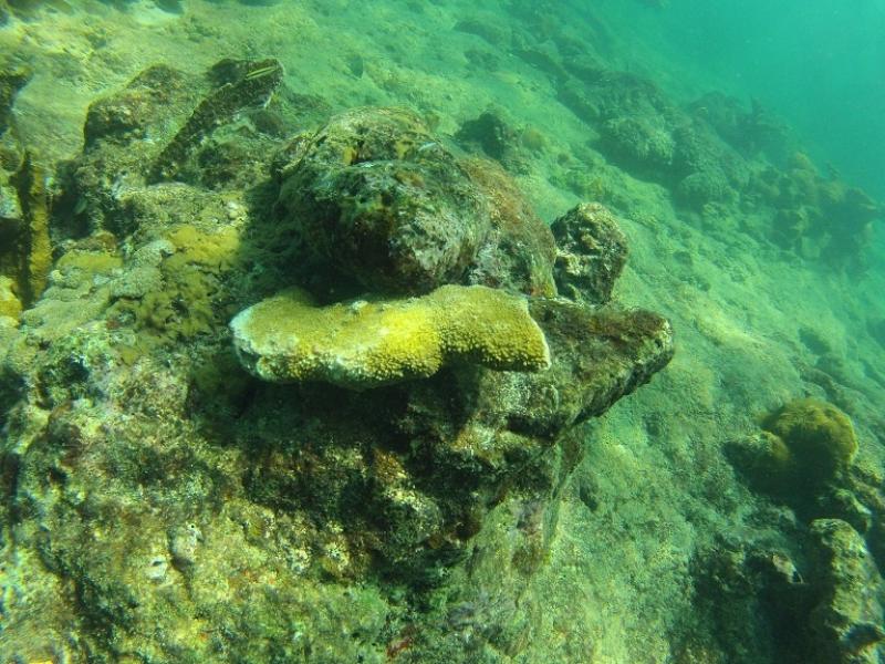 coral photo 3.jpg