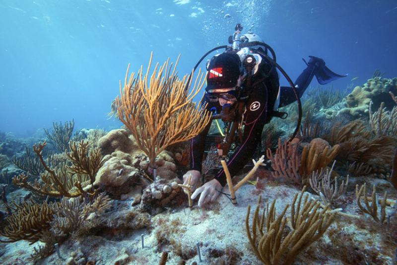 A diver attaching corals to the reef bottom