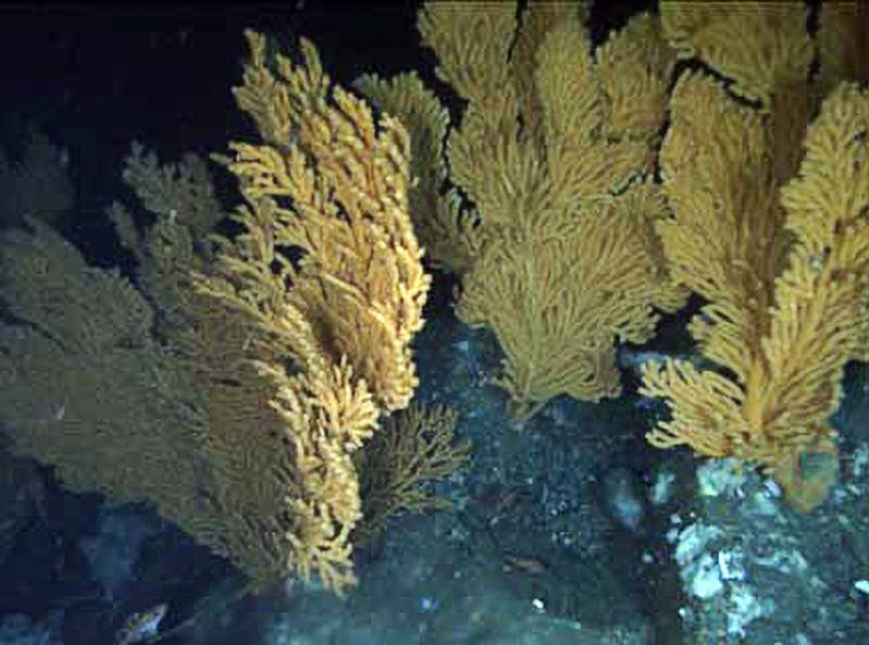 Yellow corals at the bottom of the ocean in Alaska