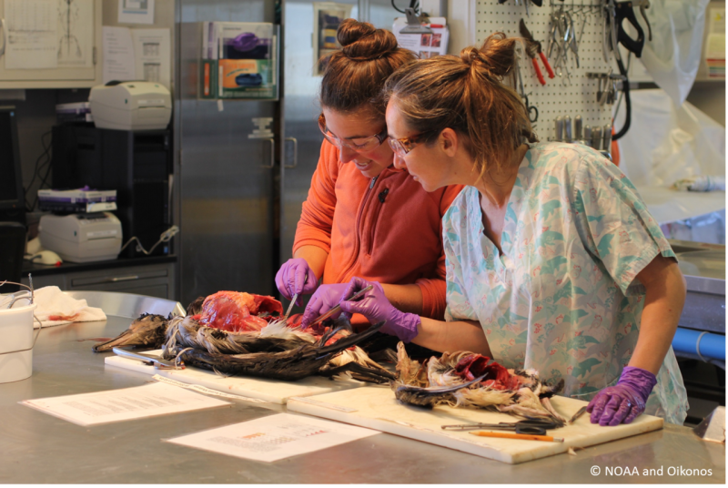 Dead Seabirds_Photo.png