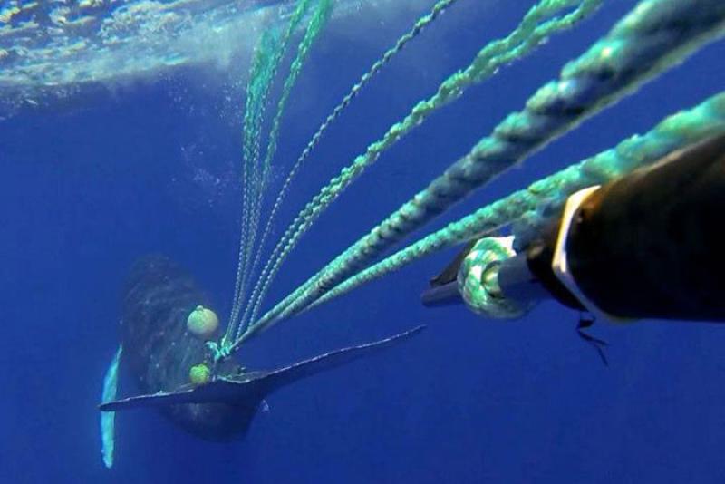 Entangled whale as viewed underwater, gear appears to be wrapped around tail.