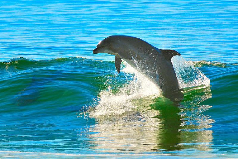 dolphin-pixabay-CC0.jpg